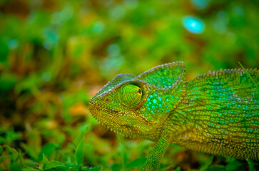 Chameleon in the Wild of Salalah, Oman
