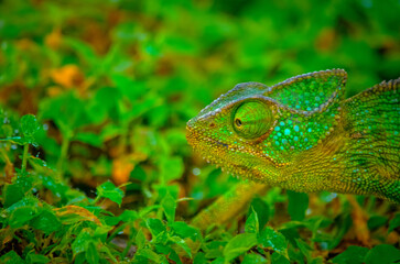 Chameleon in the Wild of Salalah, Oman