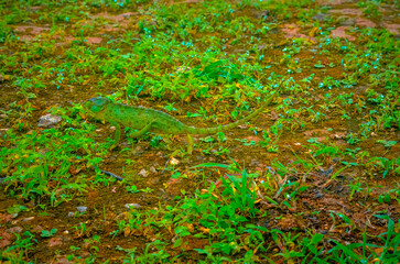 Chameleon in the Wild of Salalah, Oman