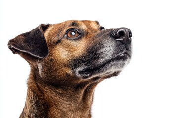 Obraz premium Close Up Portrait of a Brown and Black Dog with Expressive Eyes