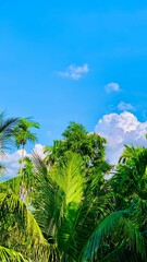Obraz premium tropical palm trees