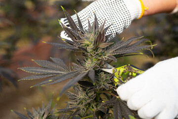 Pruning the growing cannabis with a pruning shear. Close-up image