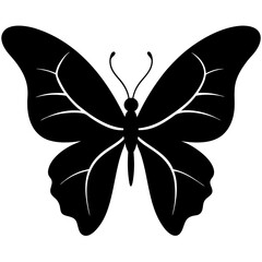 butterfly isolated on white