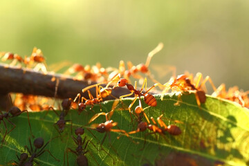 Red ants or Oecophylla smaragdina of the family Formicidae found their nests in nature by wrapping them in leaves. red ant face macro animal or insect life