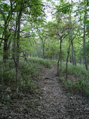 Dirt Trail in the Woods of Suburban Olathe KS