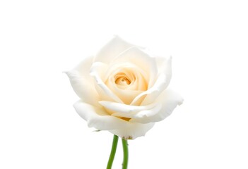 white rose isolated on white yellow rose isolated on white single yellow rose