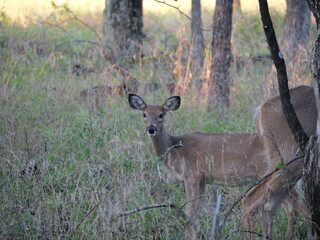 White Tailed Deer Losing Homes in Growing Suburbs