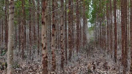 conde, bahia, brazil - september 10, 2024: eucalyptus plantation for cellulose production in the city of Conde.