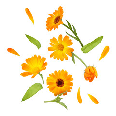Calendula flowers and leaves in air on white background