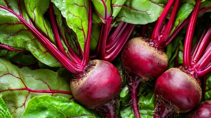 A close-up of organic beets with their leaves, freshly harvested and vibrant in color
