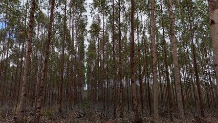 conde, bahia, brazil - september 10, 2024: eucalyptus plantation for cellulose production in the city of Conde.