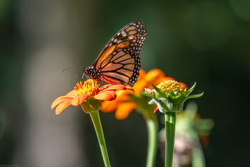 Monarch butterfly on Mexican sunflower.