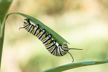 Monarch Caterpillar on milkweed. Savoring the sweet taste of milkweed—nature’s little feast for a Monarch butterfly