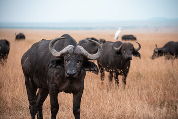 African Buffalo Herd With Birds