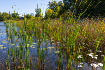 Beautiful aquatic vegetation near the Swimming Beach at Big Marine Park Reserve near Marine On St Croix Minnesota