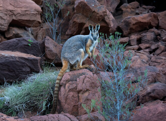 Yellow-footed rock-wallaby