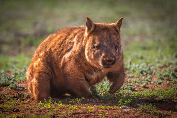 southern hairy-nosed wombat #2