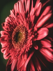 
A beautiful pink daisy flower.