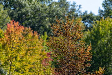 Fall Colors emerge at Big Marine Park Reserve near Marine on St Croix Minnesota in a Washington County Park