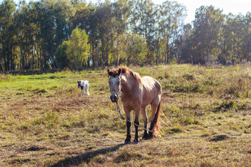 Horse tethered grazing in a field, pasture in the countryside