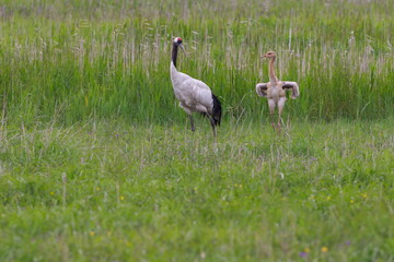 タンチョウ鶴の親が子供の鶴に飛び方を教えている