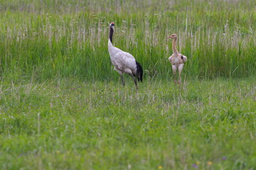タンチョウ鶴の親が子供の鶴に何かを伝えている