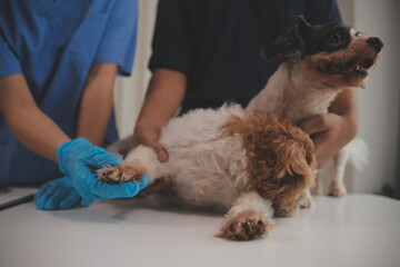 At a modern veterinary clinic, a Panshi Tzu puppy sits on an examination table. Meanwhile, a female veterinarian assesses the health of a healthy dog ​​being examined by a professional veterinarian.