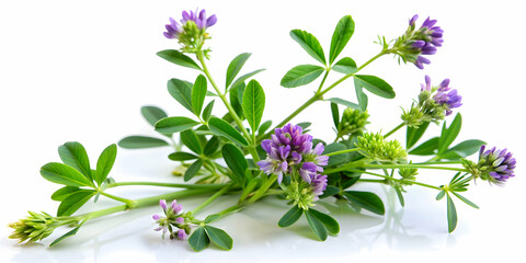 Close-up of isolated Alfalfa plant (Medicago sativa) on white background, Alfalfa, Medicago sativa, plant, green, leaf