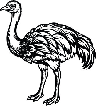 recommend clip art: ostrich logo design icon template in white background