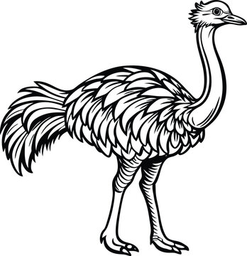 recommend clip art: ostrich logo design icon template in white background