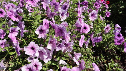 Purple Petunias