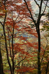 Fototapeta premium 燃える秋