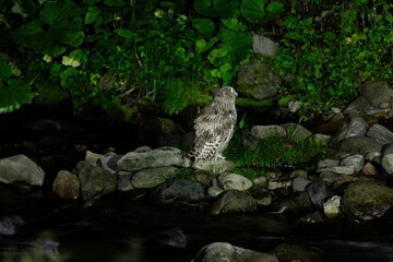 北海道に生息するシマフクロウ が横を見ている
