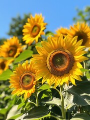 Fototapeta premium Cheerful sunflowers bloom vibrantly in sunlight, showcasing their yellow petals against a backdrop of a clear blue sky. Generative AI