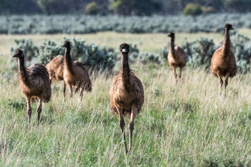 Emus
