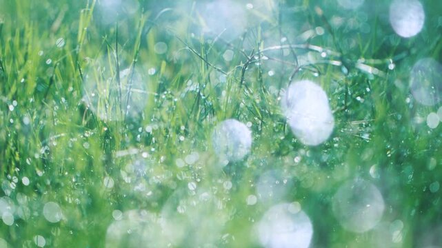 日の光を浴びて水滴がキラキラと輝く緑の芝・草原・朝露・野原の背景　アウトドア・自然・スポーツ・朝日のイメージ　