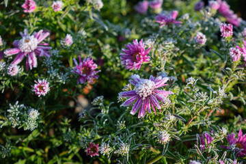 New York aster flowers, covered with hoarfrost. Frost in Autumn season.