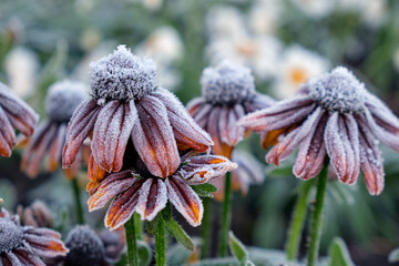 Rudbeckia yellow flowers covered with hoarfrost. Frost in Autumn season in the garden.