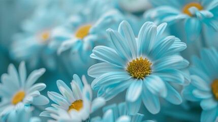 Stunning vibrant blue daisies blossoming botanical natural environment