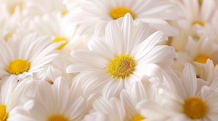 Fototapeta premium Stunning vibrant white daisies blossoming botanical natural environment