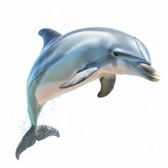 Dolphin transparent background