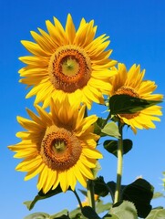 Naklejka premium Sunflowers bloom brightly under the warm sunlight, with a vivid blue sky providing a cheerful backdrop in a peaceful setting. Generative AI