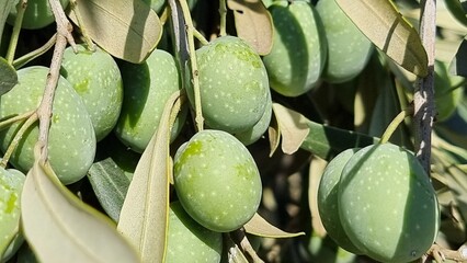 olives olive olive tree leaves ripe and semi ripe olives on the tree in autumn season in greece
