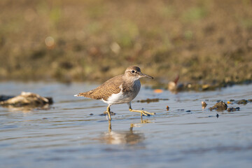 Common Sandpiper foraging in the river. The common sandpiper (Actitis hypoleucos ) is a small Palearctic wader.