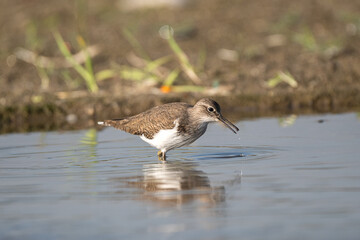 Common Sandpiper foraging in the river. The common sandpiper (Actitis hypoleucos ) is a small Palearctic wader.