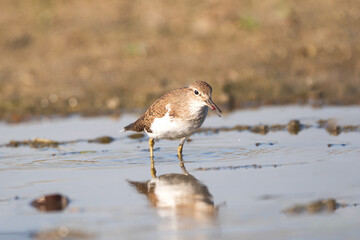 Common Sandpiper foraging in the river. The common sandpiper (Actitis hypoleucos ) is a small Palearctic wader.