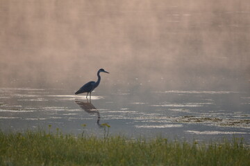 Heron in Morning Steam Fog
