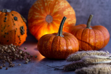 Pumpkin Autumn Vibes