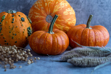 Pumpkin Autumn Vibes