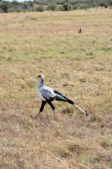 Fototapeta premium Secretary Bird walking in the Maasai Mara conservancy in Kenya.